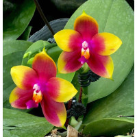 Phal. Samera x Hawaii Dragon Girl