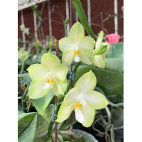 Phal. Joy Spring Canary Green