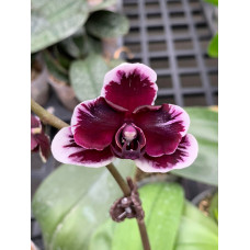 Phal. Hsinying Little Knight Plastic Doll