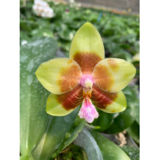 Phal. Chienlung Sweet Heart