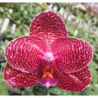 Phal. Mituo King Eddy