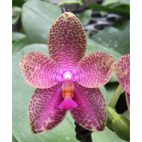 Phal. Gigantea х Bellina