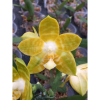 Phal. Yaphon Yellow Bomb