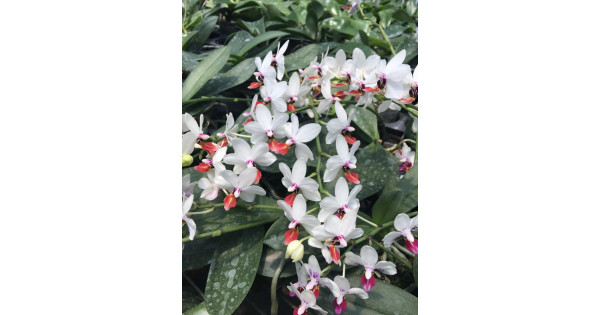 Юлия Михалкованың порнографиялық суреттері Бой айырмашылықтары үшін жыныстық позициялар