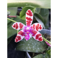 Phal. Mariae × sib