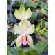 Phal. Bellina Pink уценка