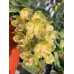 Фаленопсис Гігантея Альба (Gigantea var. Alba 2,5)