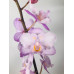 Фаленопсис Льюіс Сакура КФ (Lius Sakura KF)