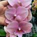 Фаленопсис (Hybrid №718) Фаленопсис (Hybrid №718)