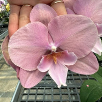 Phal. Hybrid №718 биг лип Phal. Hybrid №718 биг лип