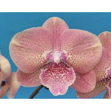 Phal. Hybrid №717 биг лип