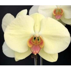 Phal. Green Earth x Fushengs Golden Age 