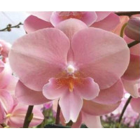 Phal. Hybrid №718 биш лип