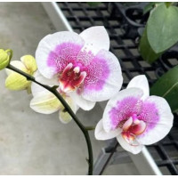 Phal. Hybrid №719