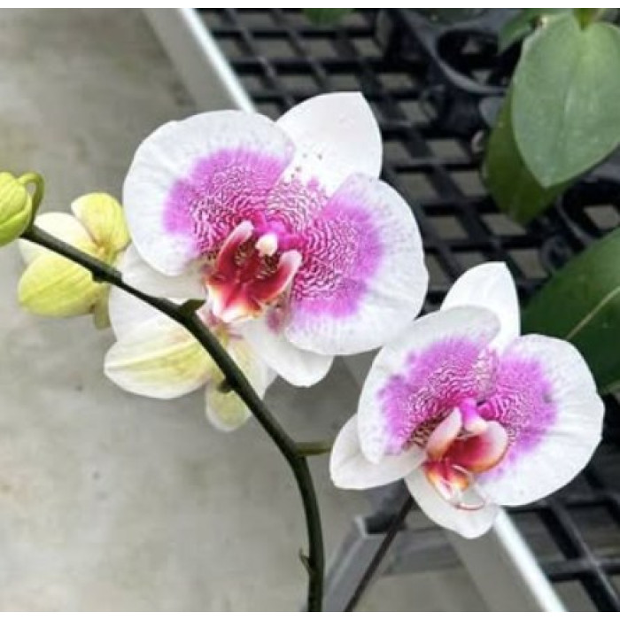 Фаленопсис (Hybrid №719)