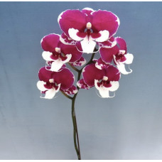 Phal. Black Gold биг лип