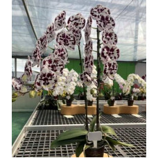 Phal. Fullers Clown біг ліп Phal. Fullers Clown біг ліп