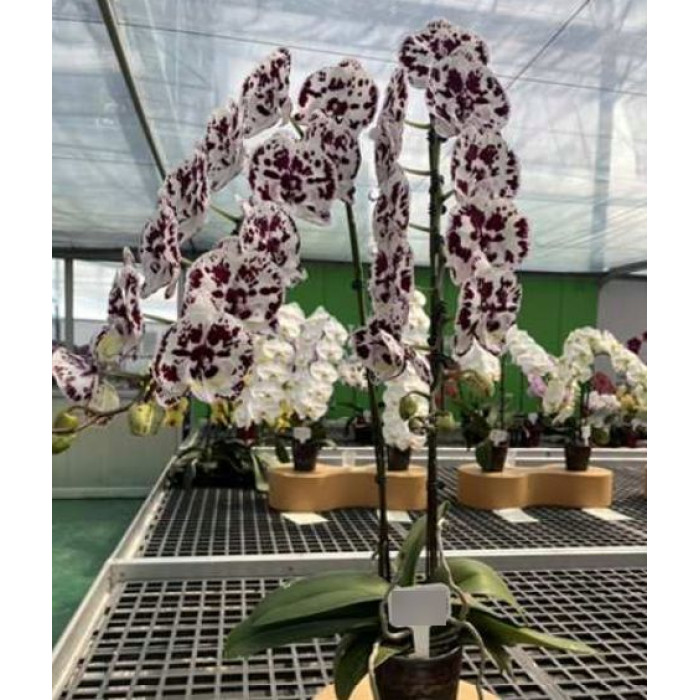 Фаленопсис (Fullers Clown big lip)