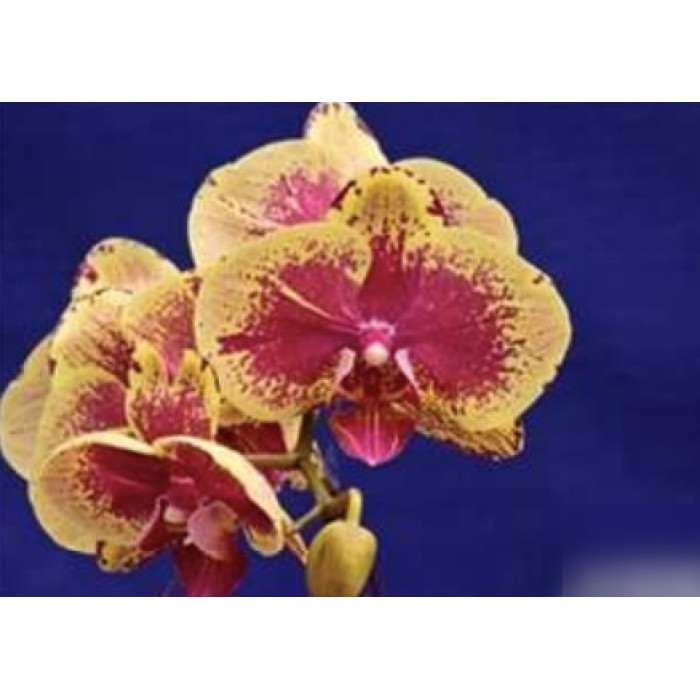 Фаленопсис (Yushan Miller x Fuller Berry) Фаленопсис (Yushan Miller x Fuller Berry)