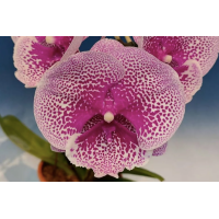 Phal. Tying Shin Challenger биг лип