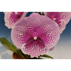 Phal. Tying Shin Challenger биг лип