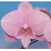 Фаленопсис (Hybrid №718)