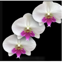 Phal. Charming Crystal Ball биг лип