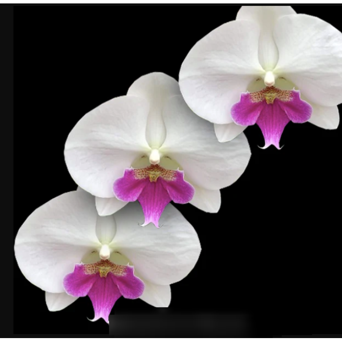 Фаленопсис Чарминг Кристал Бол (Charming Crystal Ball big lip)