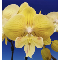 Phal. Hybrid №720 big lip