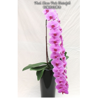 Phal. Clone Pink Waterfall Phal. Clone Pink Waterfall