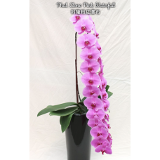Phal. Clone Pink Waterfall