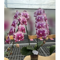 Phal. Fullers Miss x Sung Woei Rosaria 