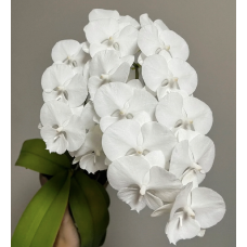 Phal. Charming Crystal Water биг лип