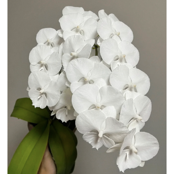 Фаленопсис Чарминг Кристал Ватер (Charming Crystal Water big lip)