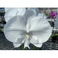 Phal. Hybrid №721 біг ліп Phal. Hybrid №721 біг ліп