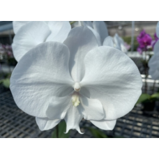 Phal. Hybrid №721 биг лип