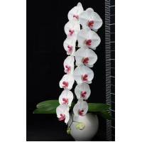 Phal. Hybrid №722 Phal. Hybrid №722