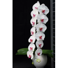 Phal. Hybrid №722 Phal. Hybrid №722