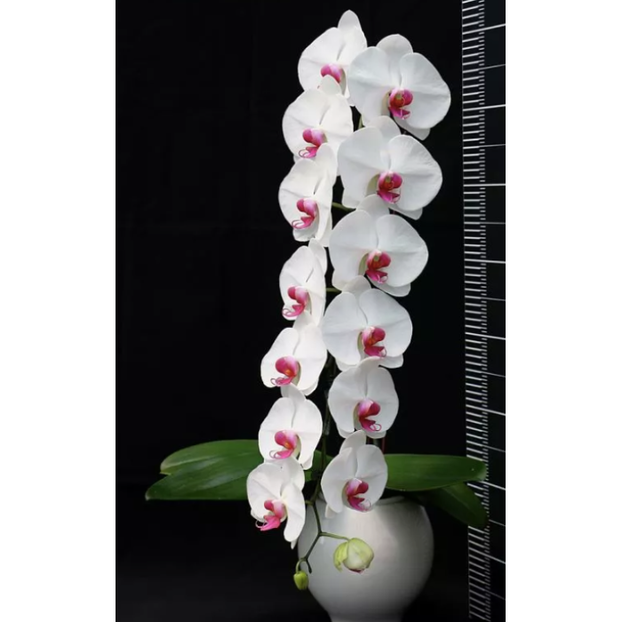 Фаленопсис (Hybrid №722) Фаленопсис (Hybrid №722)