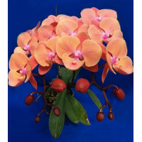 Phal. Sweet Orange биг лип