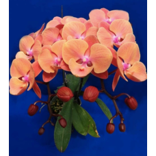 Phal. Sweet Orange big lip Phal. Sweet Orange big lip