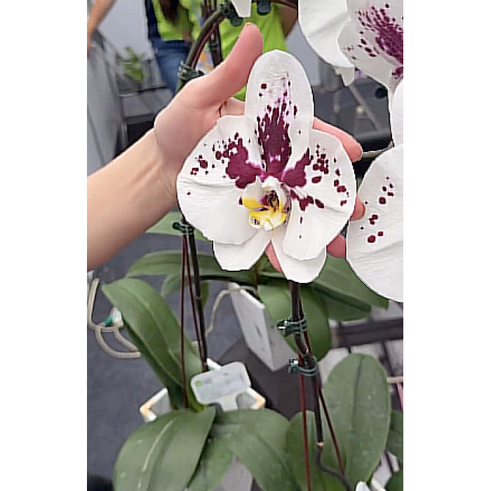 Фаленопсис Милкфиш (Milkfish) Фаленопсис Милкфиш (Milkfish)