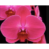 Phal. OX Sunshine Coast
