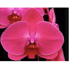 Phal. OX Sunshine Coast