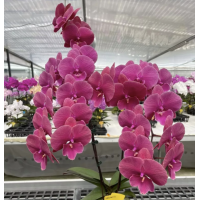 Phal. Lianher Wax Apple x Lianher Fouse big lip