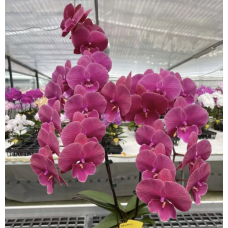 Phal. Lianher Wax Apple x Lianher Fouse big lip