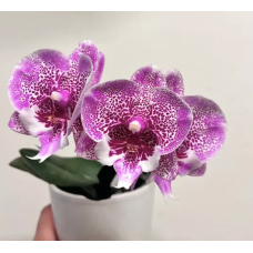 Phal. Jambalaya big lip
