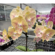 Phal. Lianher Cinderella big lip