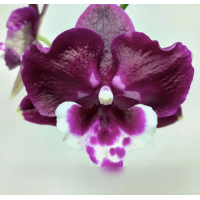 Phal. Bright Peacock x Yushan Mongo big lip
