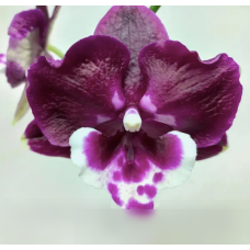 Phal. Bright Peacock x Yushan Mongo big lip